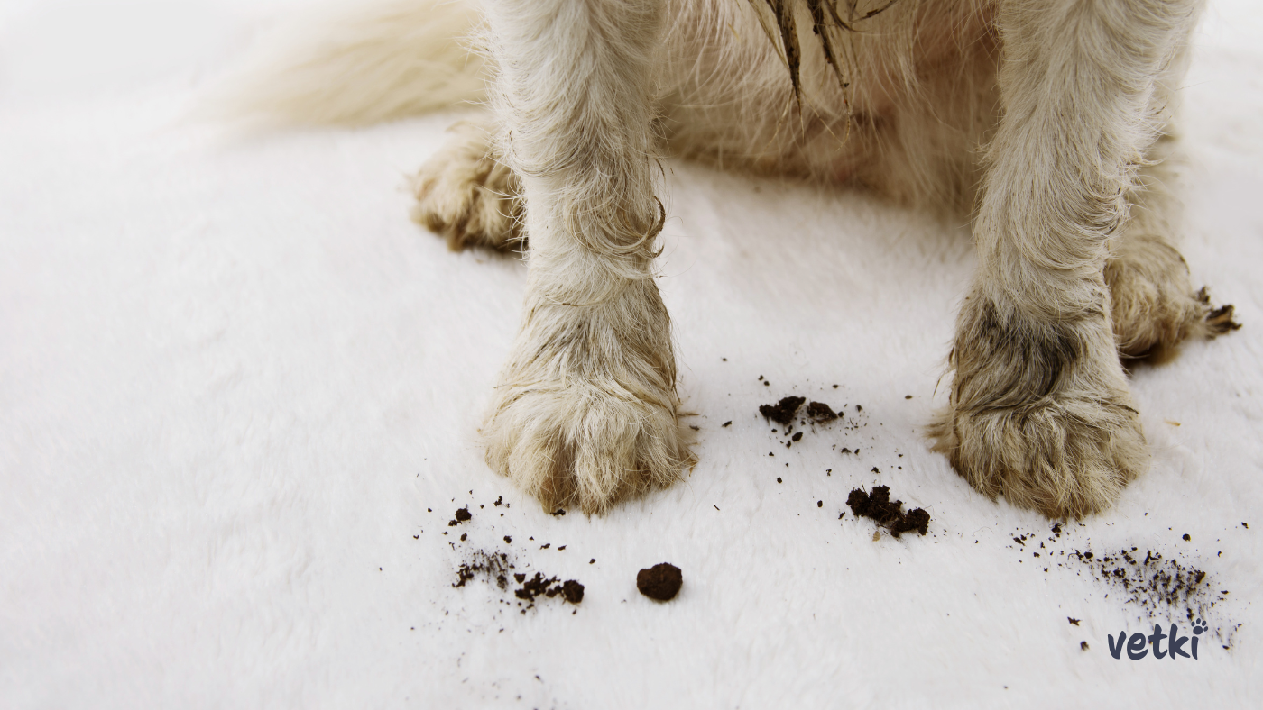 špinavé psí tlapky po procházce v trávě a blátě